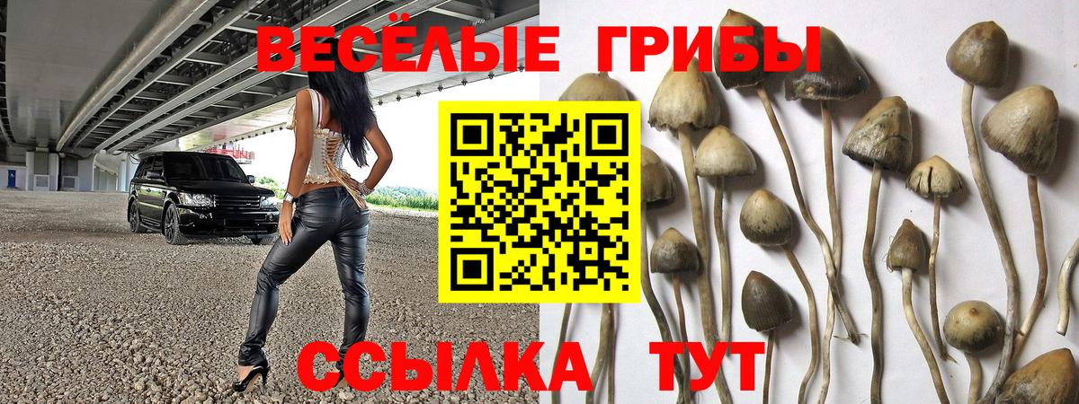 Галлюциногенные грибы Psilocybe  Вход с VPN  Мариинск 